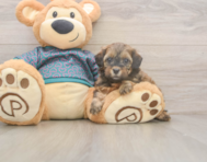 5 week old Shih Poo Puppy For Sale - Seaside Pups