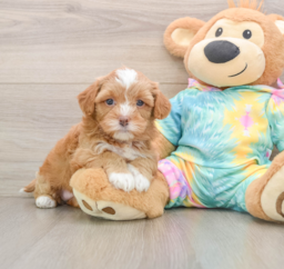 5 week old Shih Poo Puppy For Sale - Seaside Pups