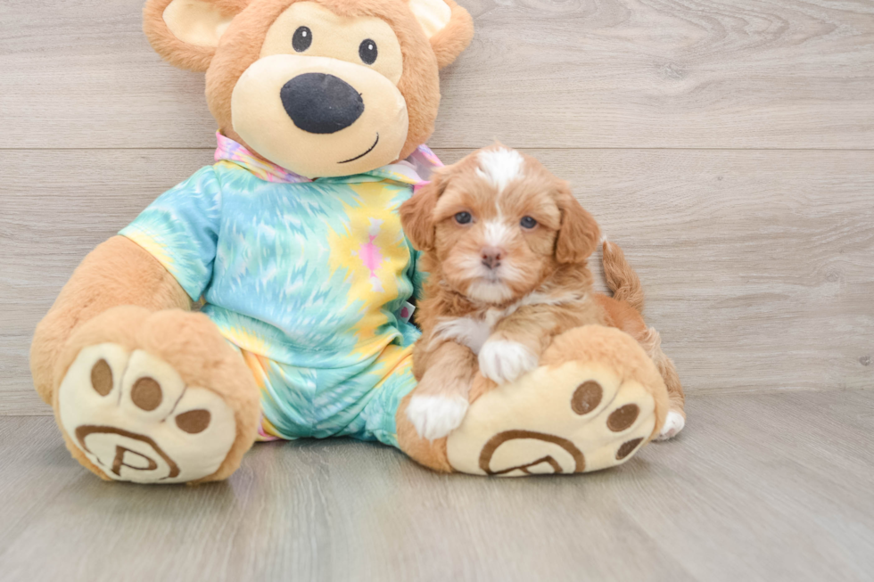 Shih Poo Puppy for Adoption