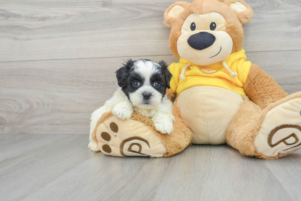 Popular Shih Poo Poodle Mix Pup