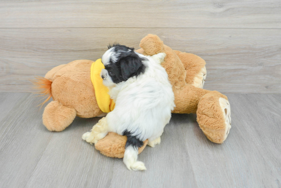 Smart Shih Poo Poodle Mix Pup