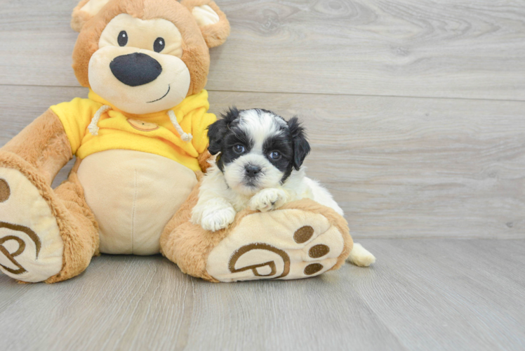 Shih Poo Puppy for Adoption
