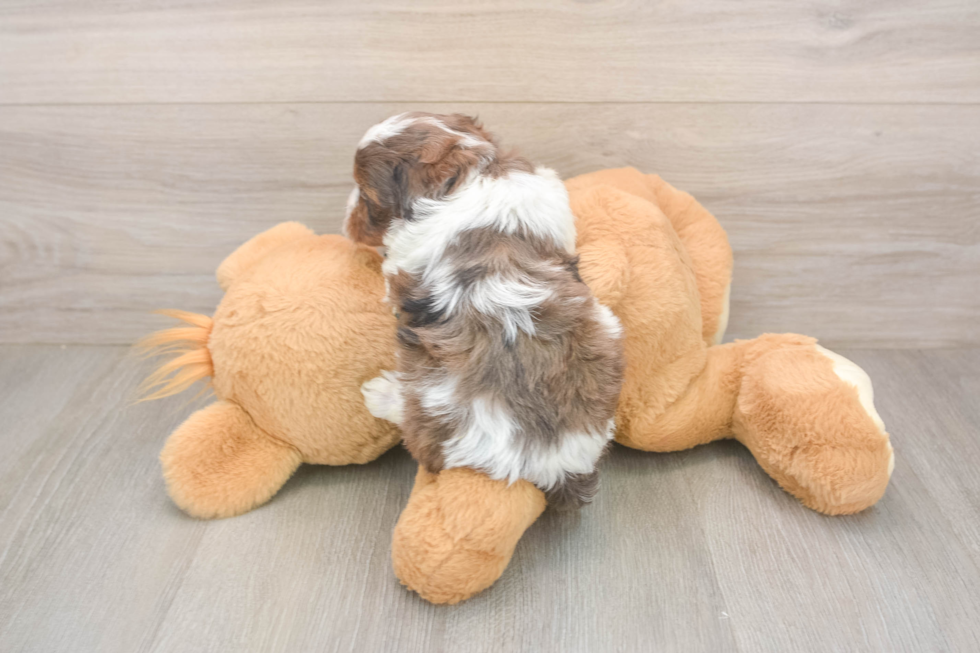 Small Shih Poo Baby