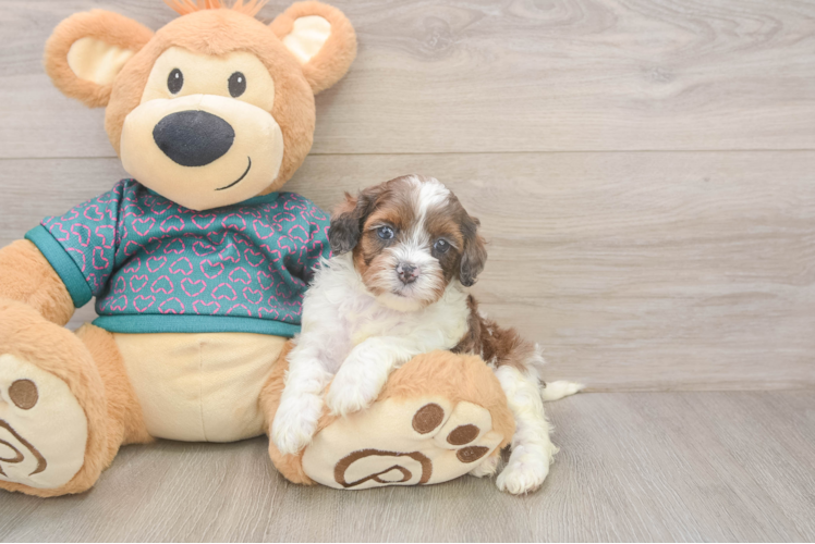 Fluffy Shih Poo Poodle Mix Pup