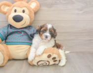 5 week old Shih Poo Puppy For Sale - Seaside Pups