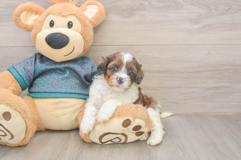 Fluffy Shih Poo Poodle Mix Pup