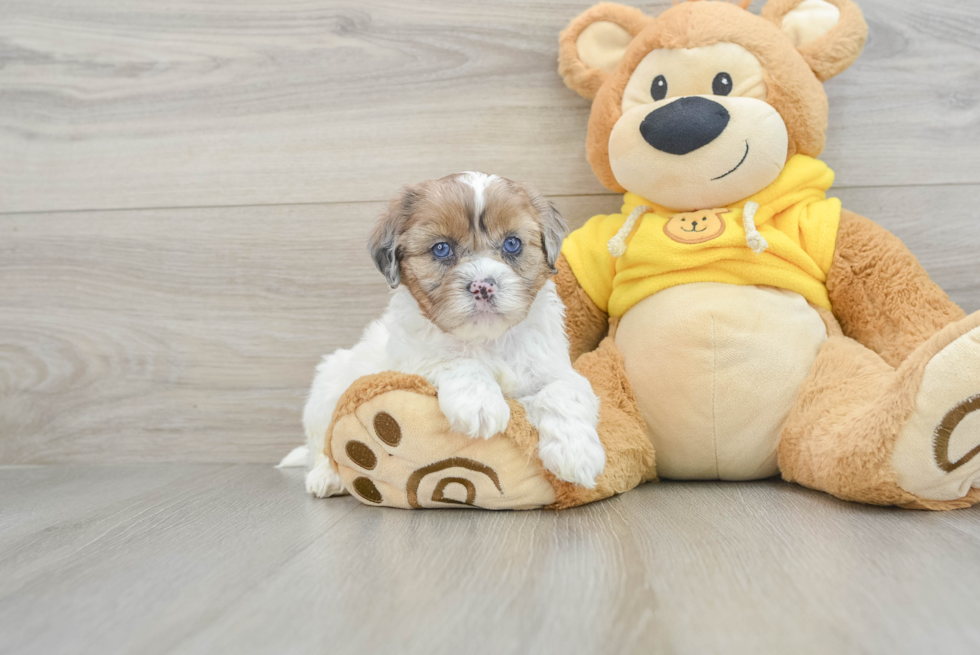 Smart Shih Poo Poodle Mix Pup