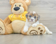 6 week old Shih Poo Puppy For Sale - Seaside Pups