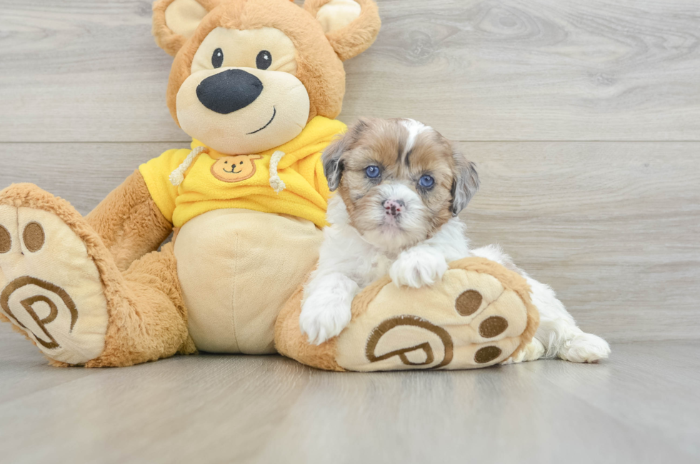 6 week old Shih Poo Puppy For Sale - Seaside Pups