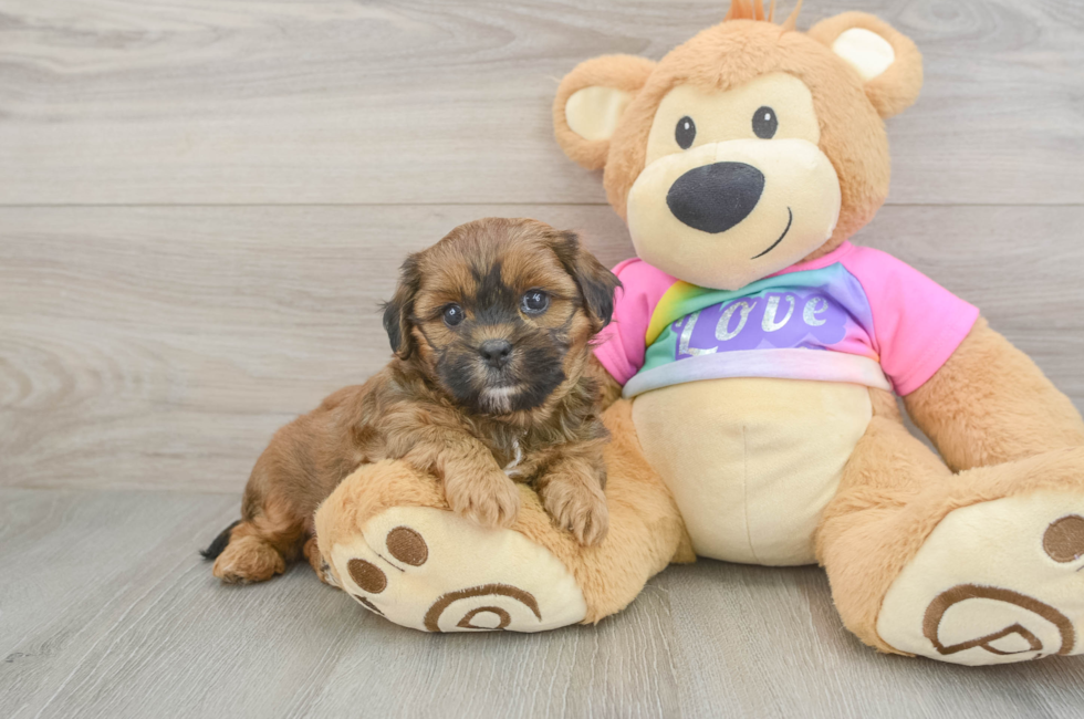 5 week old Shih Poo Puppy For Sale - Seaside Pups