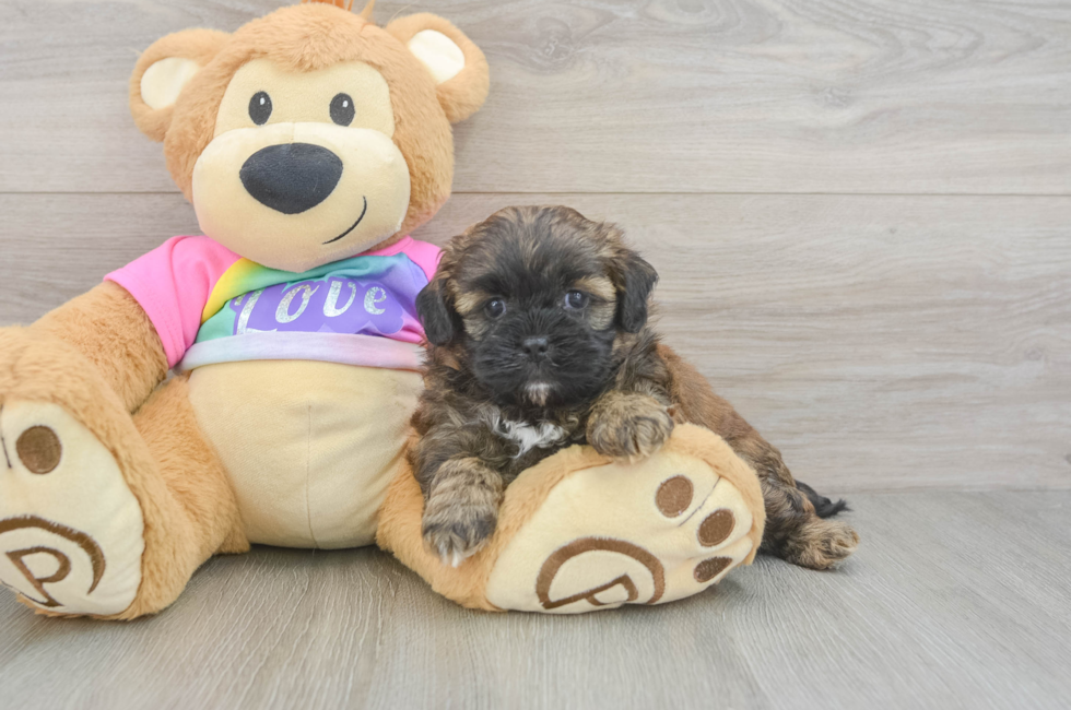5 week old Shih Poo Puppy For Sale - Seaside Pups