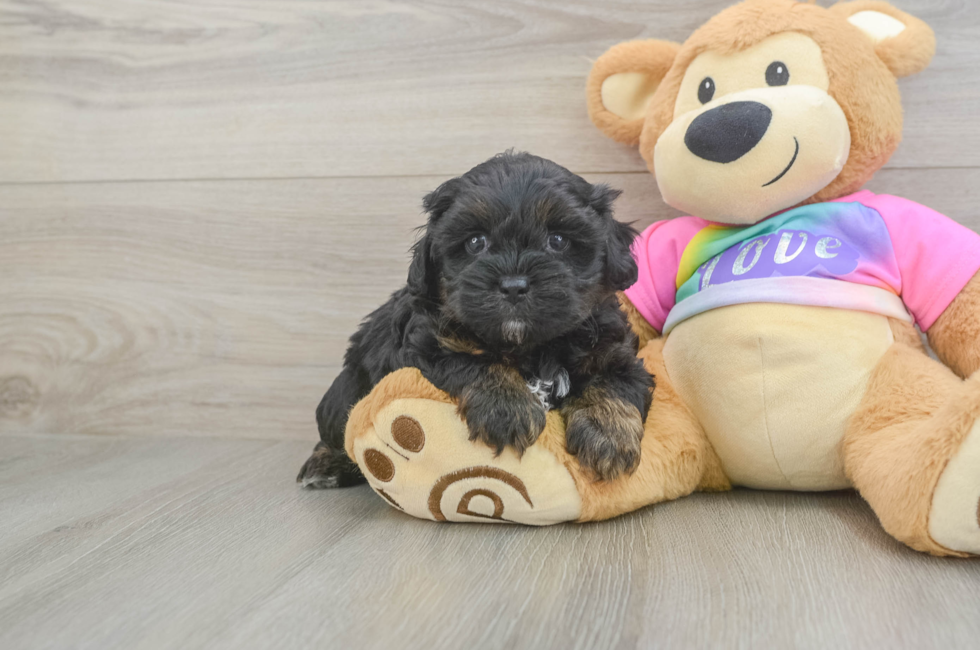 5 week old Shih Poo Puppy For Sale - Seaside Pups