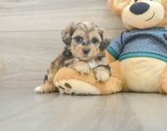 6 week old Shih Poo Puppy For Sale - Seaside Pups