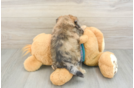 Best Shih Poo Baby