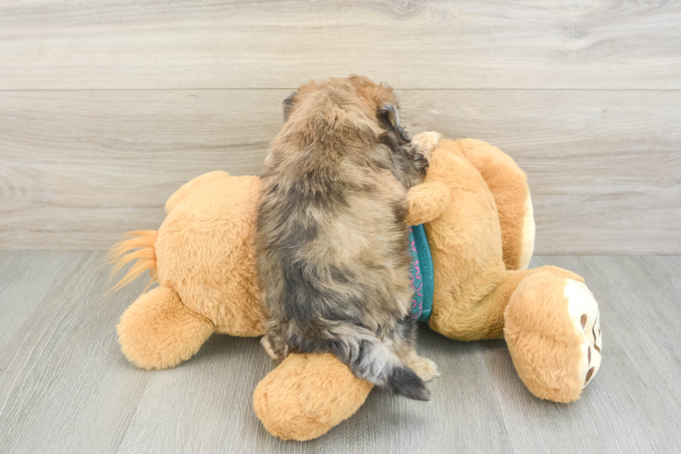 Best Shih Poo Baby