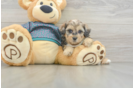 Energetic Shih Poo Poodle Mix Puppy
