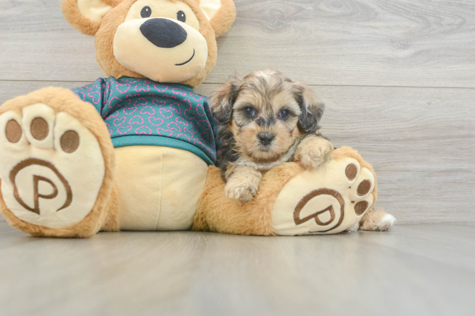 Energetic Shih Poo Poodle Mix Puppy
