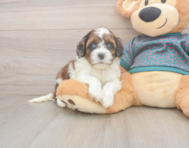 5 week old Shih Poo Puppy For Sale - Seaside Pups
