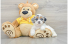 Shih Poo Puppy for Adoption