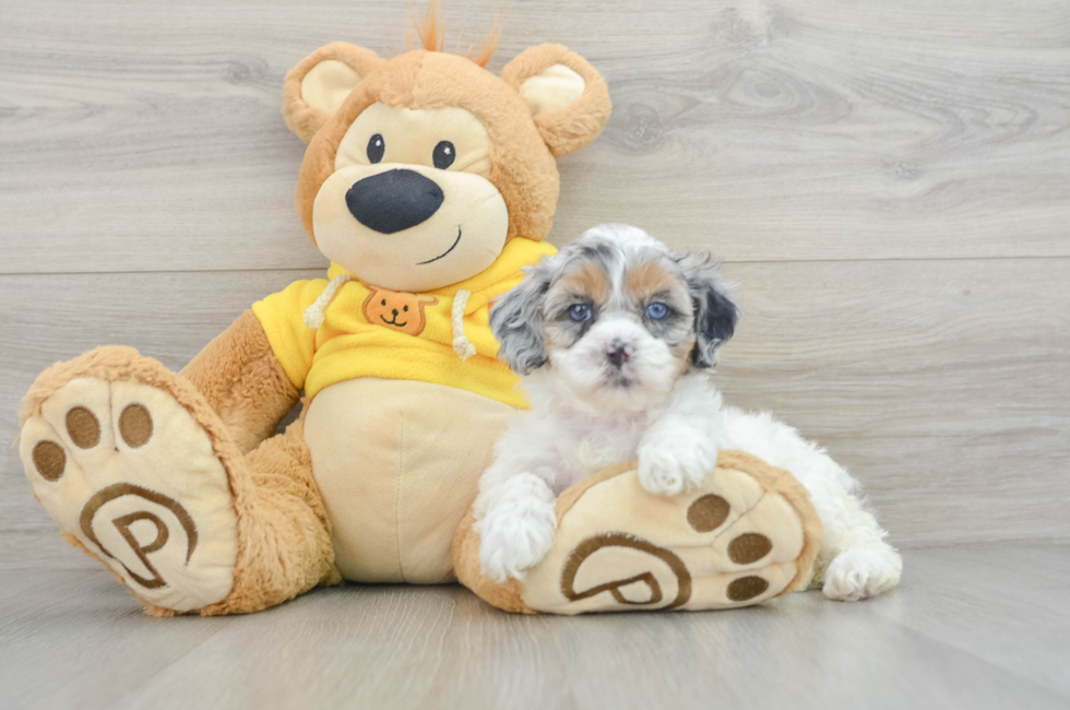 6 week old Shih Poo Puppy For Sale - Seaside Pups