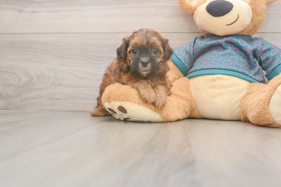 Shih Poo Pup Being Cute