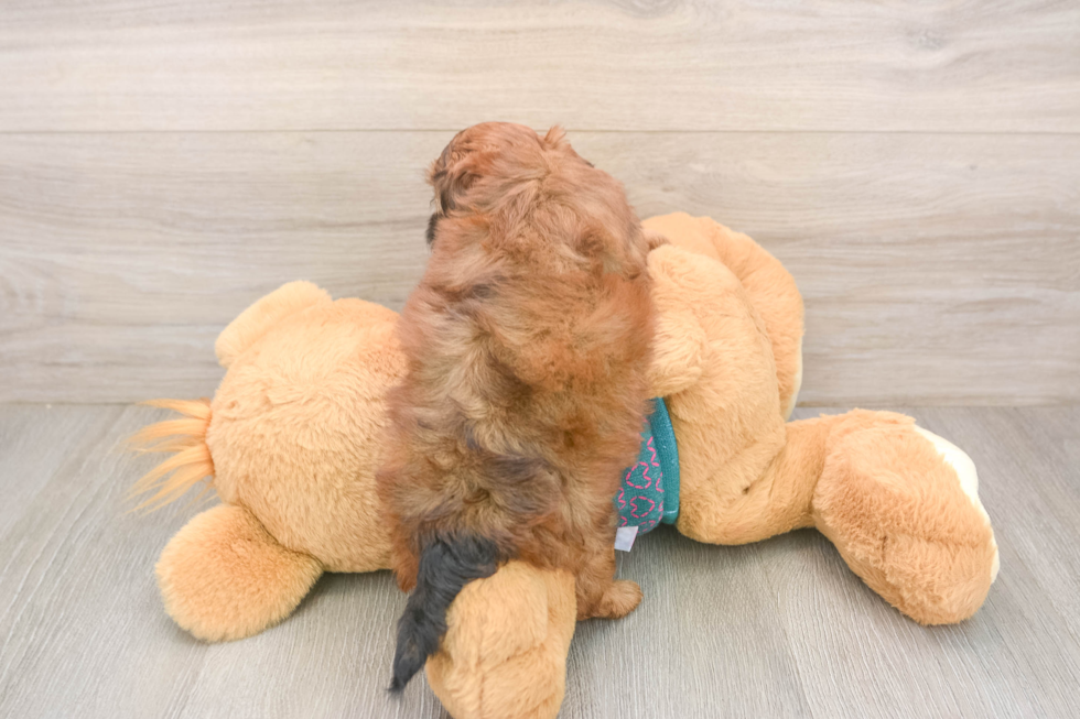 Energetic Shih Poo Poodle Mix Puppy