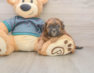5 week old Shih Poo Puppy For Sale - Seaside Pups