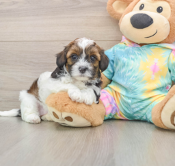6 week old Shih Poo Puppy For Sale - Seaside Pups
