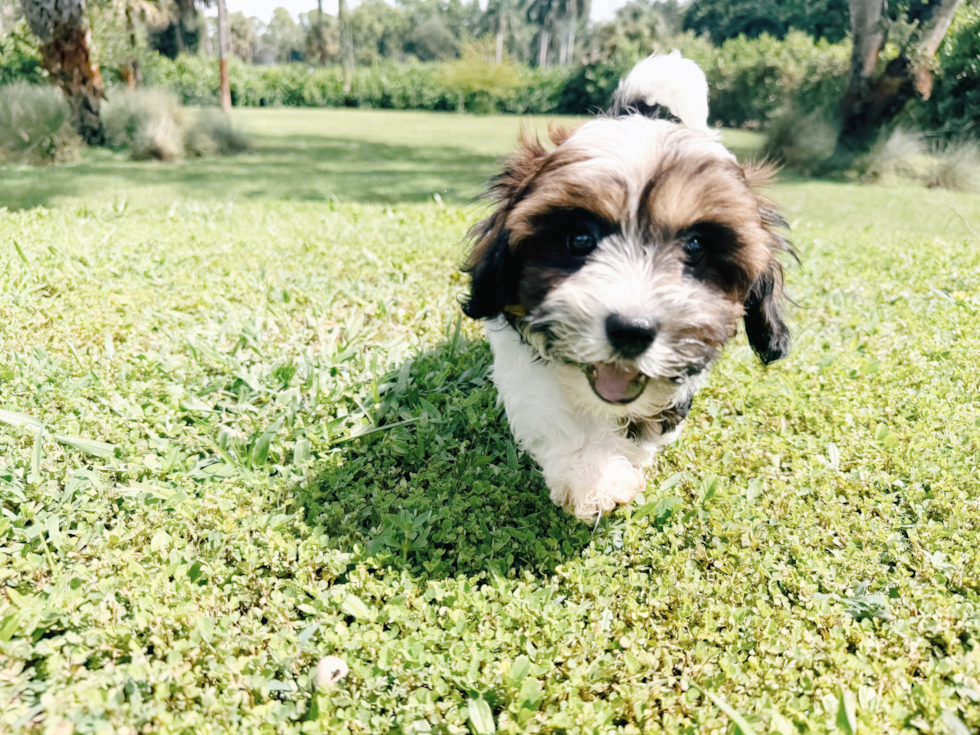 Cute Shih Poo Poodle Mix Pup