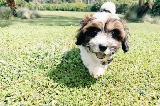 Cute Shih Poo Poodle Mix Pup