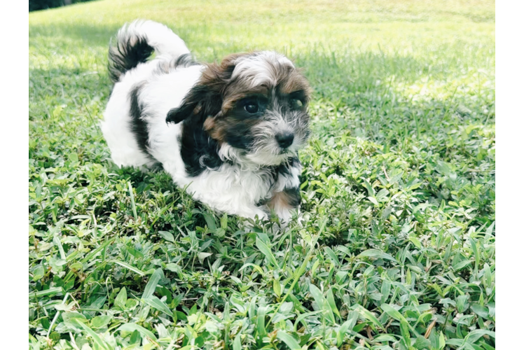 Shih Poo Pup Being Cute