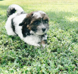10 week old Shih Poo Puppy For Sale - Seaside Pups