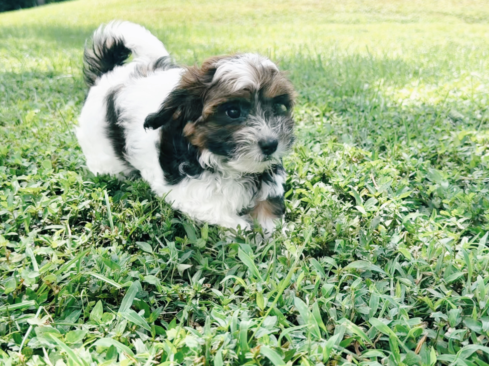 Shih Poo Pup Being Cute