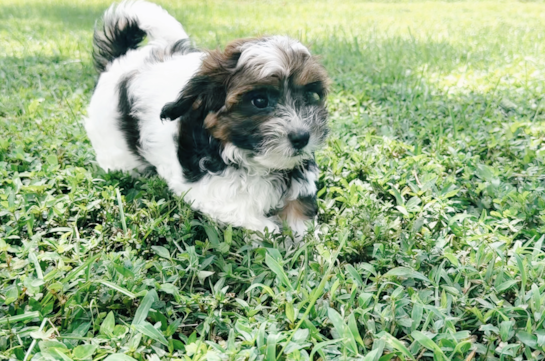 Shih Poo Pup Being Cute
