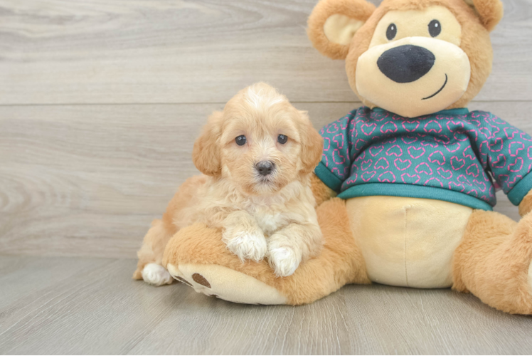 Petite Shih Poo Poodle Mix Pup