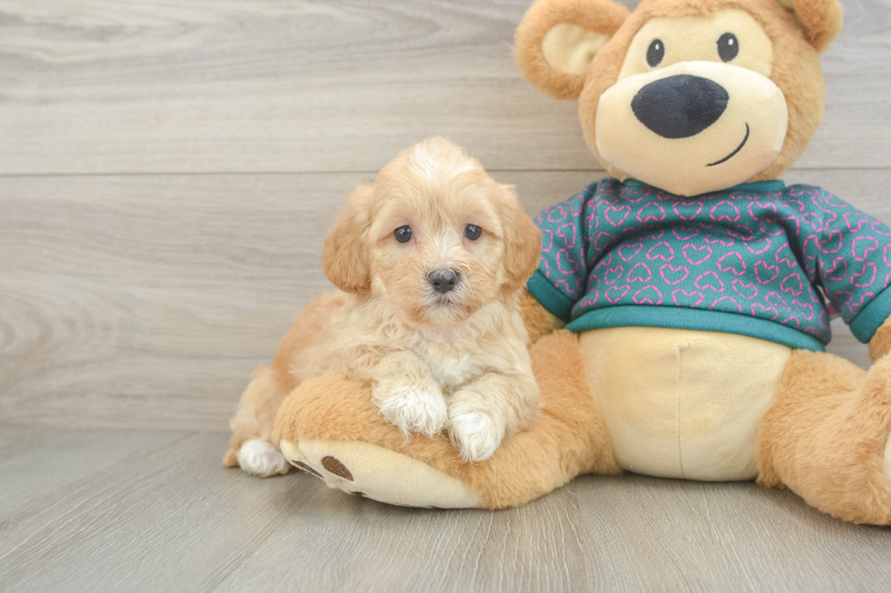 Petite Shih Poo Poodle Mix Pup