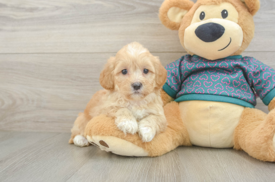 Petite Shih Poo Poodle Mix Pup
