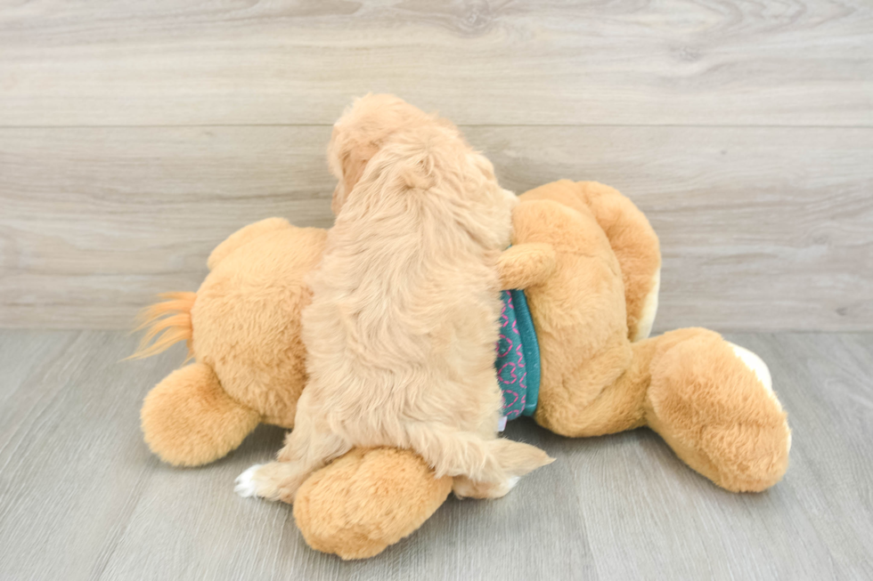 Shih Poo Puppy for Adoption