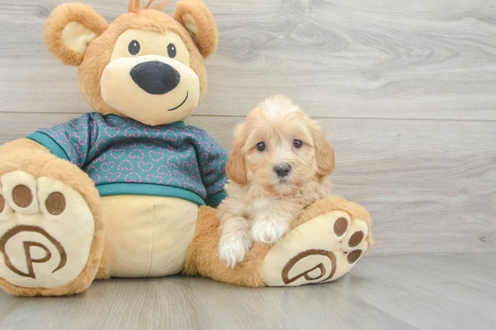 Shih Poo Pup Being Cute