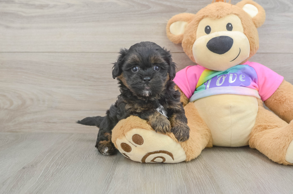 5 week old Shih Poo Puppy For Sale - Seaside Pups