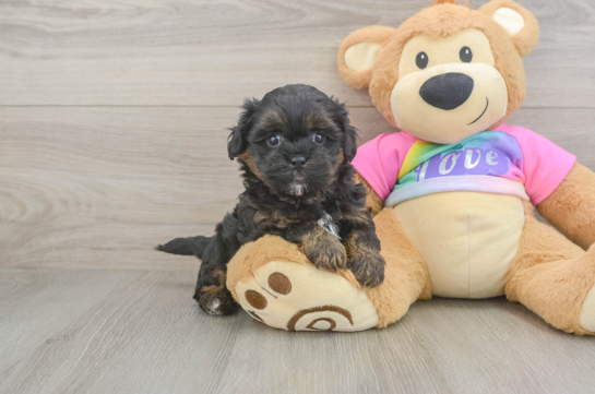 Energetic Shihpoo Poodle Mix Puppy
