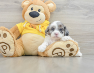 8 week old Shih Poo Puppy For Sale - Seaside Pups