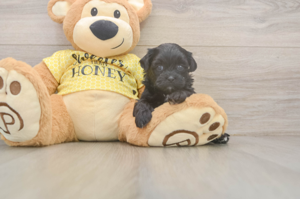5 week old Shih Poo Puppy For Sale - Seaside Pups