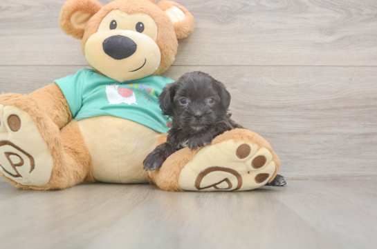 5 week old Shih Poo Puppy For Sale - Seaside Pups Adorable Shih Poo Poodle Mix Puppy