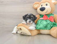 6 week old Shih Poo Puppy For Sale - Seaside Pups
