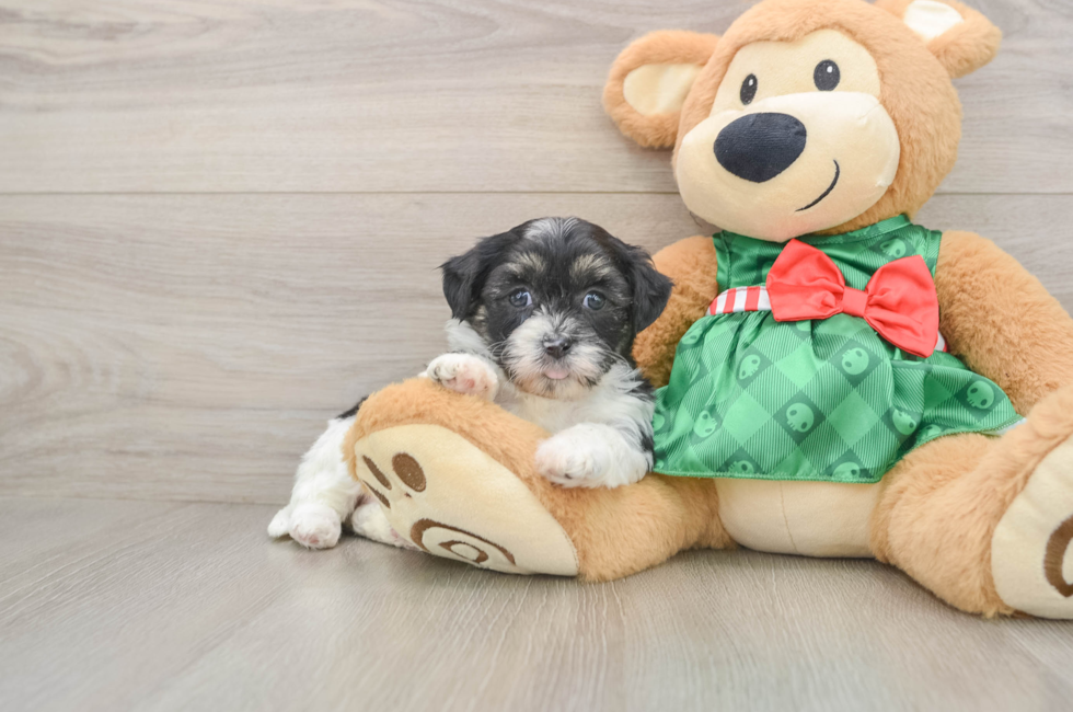 5 week old Shih Poo Puppy For Sale - Seaside Pups