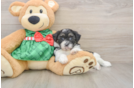 Cute Shih Poo Baby