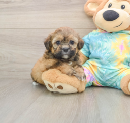 6 week old Shih Poo Puppy For Sale - Seaside Pups