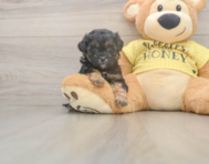 7 week old Shih Poo Puppy For Sale - Seaside Pups