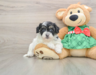 6 week old Shih Poo Puppy For Sale - Seaside Pups